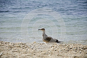 Seagull on the beach
