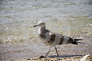 Seagull on the beach