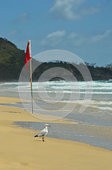 A seagull on a beach, standing next to a red warning flag