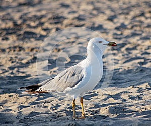 Seagull on the beach strolling among the sand in search of food left over by tourists, evolution and adaptation