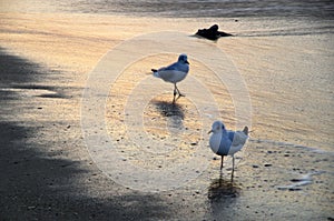 Seagull Beach at sunrise