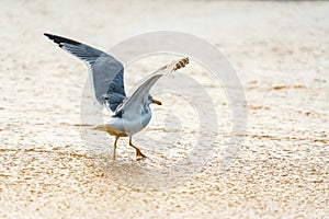 Seagull on the beach at sunset, close-up portrait, copy space