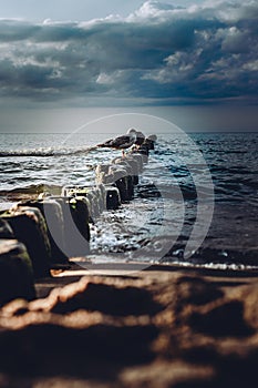 seagull on the breakwater