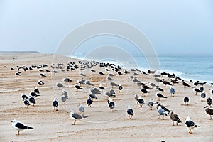 Seagull on the beach of Torreira