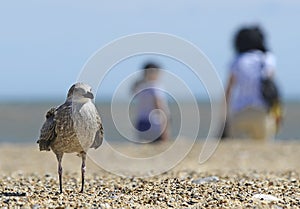 Seagull on the beach with tourists