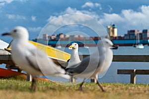 Seagull on beachside grassy edge to Pilot Bay, Tauranga, New Zealand