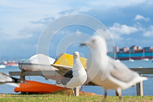 Seagull on beachside grassy edge to Pilot Bay, Tauranga, New Zealand