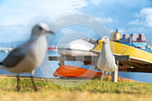 Seagull on beachside grassy edge to Pilot Bay, Tauranga, New Zealand
