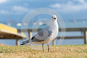 Seagull on beachside grassy edge to Pilot Bay, Tauranga, New Zealand