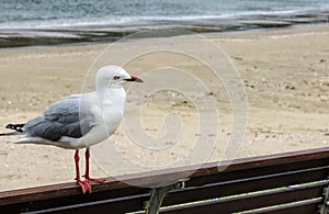 Seagull on bench
