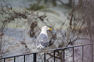 Seagull bird