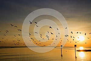 Seagull bird with amazing colorful sky and sea on twilight sunset time seascape.Nature background