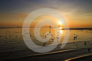 Seagull bird with amazing colorful sky and sea on twilight sunset time seascape.Nature background