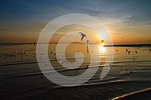 Seagull bird with amazing colorful sky and sea on twilight sunset time seascape.Nature background