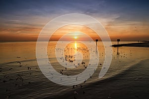 Seagull bird with amazing colorful sky and sea on twilight sunset time seascape.Nature background