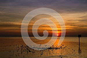 Seagull bird with amazing colorful sky and sea on twilight sunset time seascape.Nature background