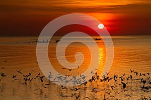 Seagull bird with amazing colorful sky and sea on twilight sunset time seascape.Nature background