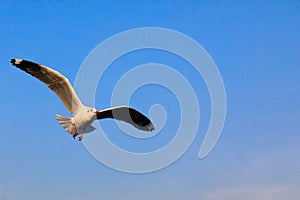 Seagull bird fly on sea at Bang poo, Samutprakan, Thailand.