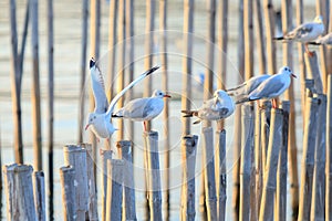 Seagull bird at Bang poo, Samutprakan, Thailand.