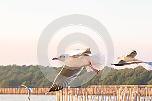 Seagull bird fly on sea at Bang poo, Samutprakan, Thailand. photo