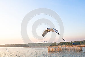 Seagull bird fly on sea at Bang poo, Samutprakan, Thailand. photo