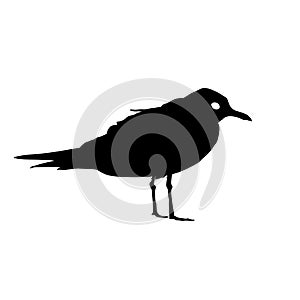 Seagull Bird black silhouette isolated on white background. Vector illustration