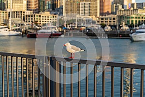 seagull bird with blurred background