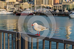 seagull bird with blurred background