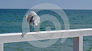 Seagull bird cleaning itself standing on white fence