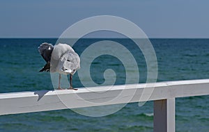 Seagull bird cleaning itself on white fence