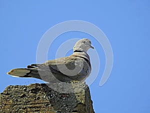 Seagull bird coastal birds gulls gull preen preening nesting urban rooftop house city town seaside feathers wings flight fly