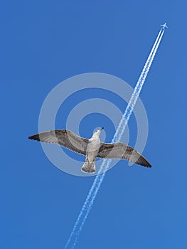 Seagull bird dreams of becoming an airplane