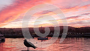 Seagull bird, fishermans wharf pier, yacht sail boats in Monterey marina, sunset