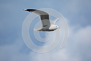 Seagull bird in flight against the background of a blue sky with clouds