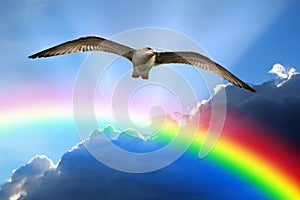 Seagull bird in flight soaring in the heavens sky clouds storm stormy skies sun rays neutrinos atmosphere bird high weather blue