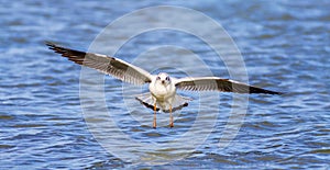 Seagull bird flying above blue water surface