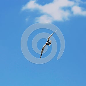 Seagull bird flying on blue sky background with some white clouds, Larus
