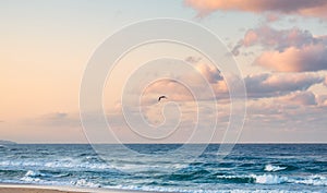 Seagull bird flying over tropical sea in colorful sky