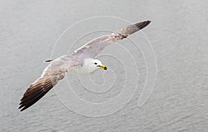 Seagull bird flying