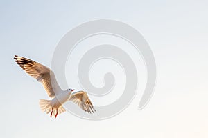 Seagull bird flying on sea