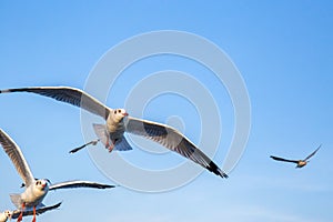 Seagull bird flying on sea at Bang poo, Samutprakan, Thailand.