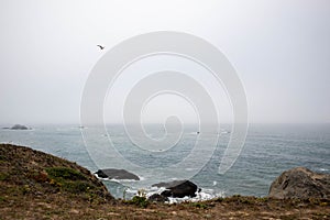 A seagull bird flying in the sky