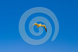 Seagull Bird Flying in the Sky