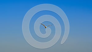 Seagull Bird Flying in the Sky