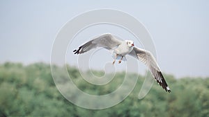 Seagull bird flying on the sky near coast beach