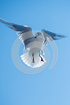 Seagull bird hovering