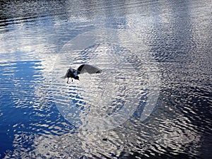 Seagull bird hunting fish in the lake water