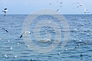 Seagull is a bird migration to Bangpu