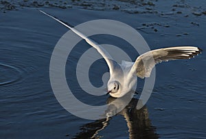 Seagull bird on ocean