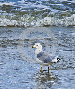 Seagull bird ocean waves